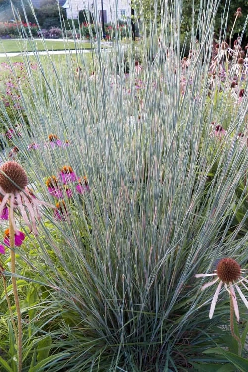 Carousel Little Bluestem Grass (Schizachyrium Scoparium) - 8 Pack Of 1 Gallon Pots 7 Carousel Little Bluestem Grass (Schizachyrium Scoparium) - 8 Pack Of 1 Gallon Pots - Image 7