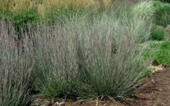 Carousel Little Bluestem Grass (Schizachyrium Scoparium) - 1 Gallon Pot -Botanica Tree Store Schizachyrium scoparium carousel little bluestem grass 8 1