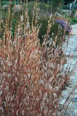 Prairie Blues Little Bluestem Grass (Schizachyrium Scoparium) - 1 Gallon Pot 7 Prairie Blues Little Bluestem Grass (Schizachyrium Scoparium) - 1 Gallon Pot -Botanica Tree Store Schizachyrium scoparium prairie blues little bluestem grass 6 1
