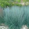 Prairie Blues Little Bluestem Grass (Schizachyrium Scoparium) - 1 Gallon Pot