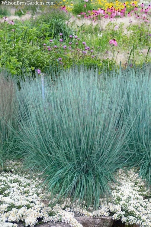 Prairie Blues Little Bluestem Grass (Schizachyrium Scoparium) - 1 Gallon Pot 1 Prairie Blues Little Bluestem Grass (Schizachyrium Scoparium) - 1 Gallon Pot