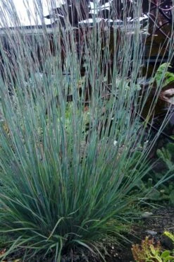 The Blues Little Bluestem Grass (Schizachyrium Scoparium) - 8 Pack Of 1 Gallon Pots -Botanica Tree Store Schizachyrium scoparium the blues little bluestem grass 5