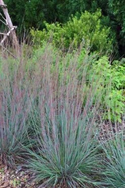 The Blues Little Bluestem Grass (Schizachyrium Scoparium) - 8 Pack Of 1 Gallon Pots -Botanica Tree Store Schizachyrium scoparium the blues little bluestem grass 6