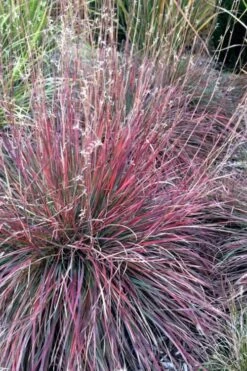 The Blues Little Bluestem Grass (Schizachyrium Scoparium) - 8 Pack Of 1 Gallon Pots -Botanica Tree Store Schizachyrium scoparium the blues little bluestem grass 7