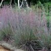 The Blues Little Bluestem Grass (Schizachyrium Scoparium) - 8 Pack Of 1 Gallon Pots