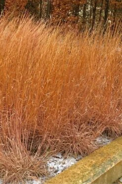 The Blues Little Bluestem Grass (Schizachyrium Scoparium) - 8 Pack Of 1 Gallon Pots -Botanica Tree Store Schizachyrium scoparium the blues little bluestem grass 9