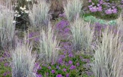 Twilight Zone Little Bluestem Grass (Schizachyrium Scoparium) - 1 Gallon Pot -Botanica Tree Store Schizachyrium twilight zone little bluestem grass 2
