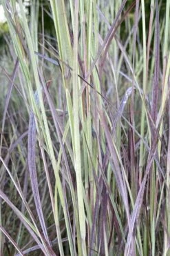 Twilight Zone Little Bluestem Grass (Schizachyrium Scoparium) - 1 Gallon Pot -Botanica Tree Store Schizachyrium twilight zone little bluestem grass 4