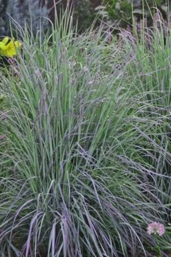 Twilight Zone Little Bluestem Grass (Schizachyrium Scoparium) - 1 Gallon Pot -Botanica Tree Store Schizachyrium twilight zone little bluestem grass 5