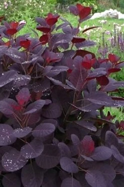 Royal Purple Smoke Tree (Smokebush) - Cotinus Coggygria - 1 Gallon Pot -Botanica Tree Store Smoke Tree Royal Purple 11 1