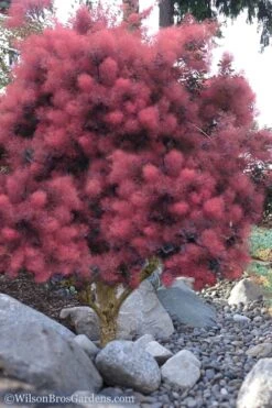 Royal Purple Smoke Tree (Smokebush) - Cotinus Coggygria - 1 Gallon Pot -Botanica Tree Store Smoke Tree Royal Purple 12 1