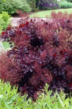 Royal Purple Smoke Tree (Smokebush) - Cotinus Coggygria - 1 Gallon Pot -Botanica Tree Store Smoke Tree Royal Purple 23 1