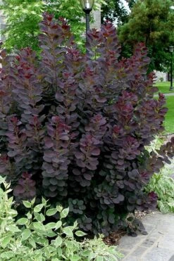 Royal Purple Smoke Tree (Smokebush) - Cotinus Coggygria - 1 Gallon Pot -Botanica Tree Store Smoke Tree Royal Purple 25 1