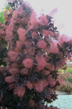 Royal Purple Smoke Tree (Smokebush) - Cotinus Coggygria - 1 Gallon Pot -Botanica Tree Store Smoke Tree Royal Purple 28 1