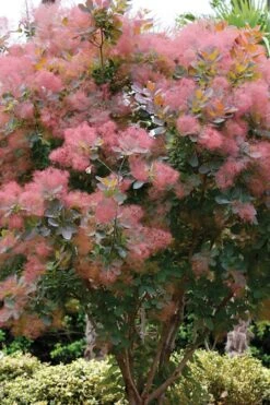 Grace Pink Flowering Smoke Tree - 3 Gallon Pot -Botanica Tree Store Smoketree Grace 1