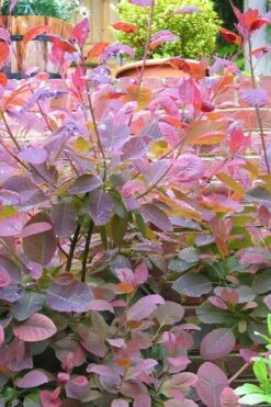 Grace Pink Flowering Smoke Tree - 3 Gallon Pot -Botanica Tree Store Smoketree Grace 3