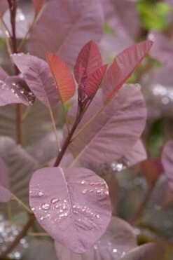 Grace Pink Flowering Smoke Tree - 3 Gallon Pot -Botanica Tree Store Smoketree Grace 4