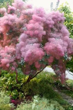 Grace Pink Flowering Smoke Tree - 3 Gallon Pot -Botanica Tree Store Smoketree Grace 9