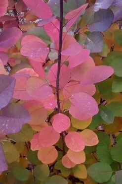 Grace Pink Flowering Smoke Tree - 5 Gallon Pot 12 Grace Pink Flowering Smoke Tree - 5 Gallon Pot -Botanica Tree Store Smoketree Grace Fall Color 5 1