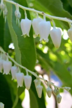 Sourwood Tree (Oxydendrum Arboreum) - 3 Pack Of 1.5 Quart Pots 12 Sourwood Tree (Oxydendrum Arboreum) - 3 Pack Of 1.5 Quart Pots -Botanica Tree Store Sourwood Tree 18