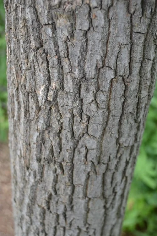 Sourwood Tree (Oxydendrum Arboreum) - 3 Pack Of 1.5 Quart Pots 8 Sourwood Tree (Oxydendrum Arboreum) - 3 Pack Of 1.5 Quart Pots - Image 8