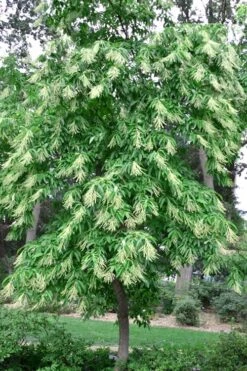 Sourwood Tree - Oxydendrum Arboreum - 3 Gallon Pot -Botanica Tree Store Sourwood Tree 22 1