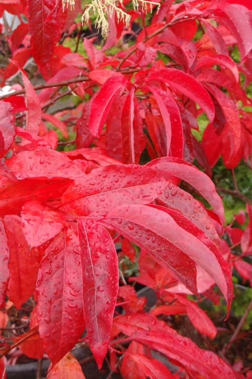 Sourwood Tree (Oxydendrum Arboreum) - 3 Pack Of 1.5 Quart Pots 4 Sourwood Tree (Oxydendrum Arboreum) - 3 Pack Of 1.5 Quart Pots - Image 4