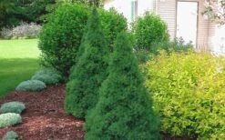 Dwarf Alberta Spruce - 3 Gallon Pot -Botanica Tree Store Spruce Dwarf Alberta 2