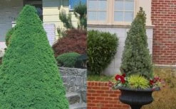 Dwarf Alberta Spruce - 3 Gallon Pot -Botanica Tree Store Spruce Dwarf Alberta 3