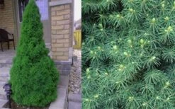 Dwarf Alberta Spruce - 3 Gallon Pot -Botanica Tree Store Spruce Dwarf Alberta 4
