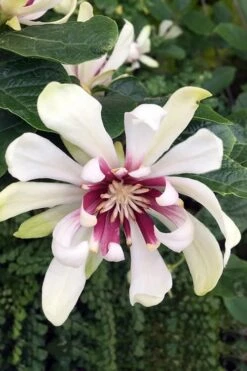 Venus White Sweetshrub (Calycanthus) - 3 Gallon Pot 13 Venus White Sweetshrub (Calycanthus) - 3 Gallon Pot -Botanica Tree Store Sweetshrub Venus White 3