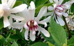 Venus White Sweetshrub (Calycanthus) - 3 Gallon Pot 12 Venus White Sweetshrub (Calycanthus) - 3 Gallon Pot -Botanica Tree Store Sweetshrub Venus White 4