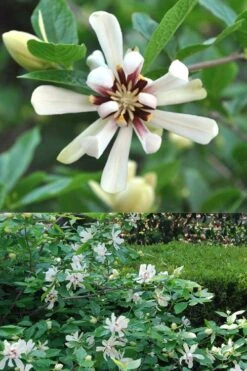 Venus White Sweetshrub (Calycanthus) - 3 Gallon Pot 10 Venus White Sweetshrub (Calycanthus) - 3 Gallon Pot -Botanica Tree Store Sweetshrub Venus White 5