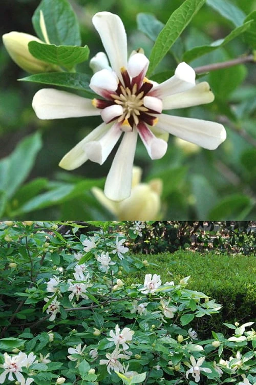 Venus White Sweetshrub (Calycanthus) - 3 Gallon Pot 4 Venus White Sweetshrub (Calycanthus) - 3 Gallon Pot - Image 4