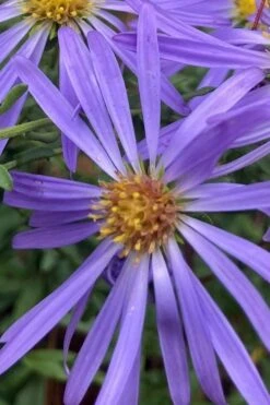 Large Flowered Wild Blue Aster (Aster Grandiflorus) - 1 Gallon Pot -Botanica Tree Store Symphyotrichum grandiflorum large flowered aster 2