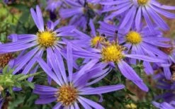 Large Flowered Wild Blue Aster (Aster Grandiflorus) - 1 Gallon Pot -Botanica Tree Store Symphyotrichum grandiflorum large flowered aster 5