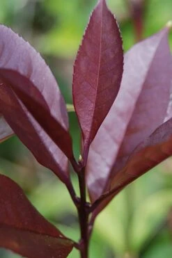 Apricot Echo Tea Olive - Osmanthus Fragrans Aurantiacus - 1 Gallon Pot -Botanica Tree Store Tea Olive Apricot Echo 4