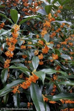 Fragrant Orange Tea Olive - Osmanthus Fragrans Aurantiacus - 1 Gallon Pot -Botanica Tree Store Tea Olive Orange 102