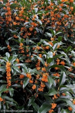 Fragrant Orange Tea Olive - Osmanthus Fragrans Aurantiacus - 7 Gallon Pot (3-4') -Botanica Tree Store Tea Olive Orange 103 1