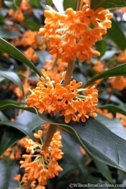Fragrant Orange Tea Olive - Osmanthus Fragrans Aurantiacus - 3 Gallon Pot -Botanica Tree Store Tea Olive Orange 104 2