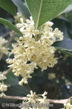 Fragrant White Tea Olive - 7 Gallon Pot (5-6')