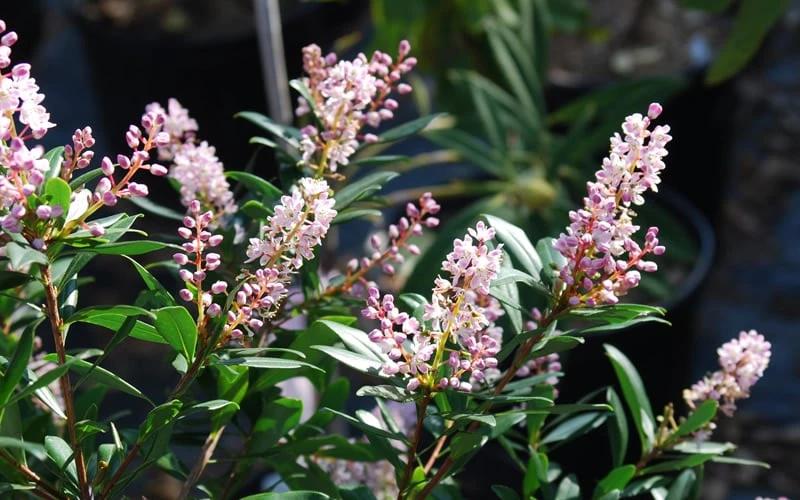 Chipolo Pink Titi Tree - Cliftonia Monophylla - 3 Gallon Pot 4 Chipolo Pink Titi Tree - Cliftonia Monophylla - 3 Gallon Pot - Image 4