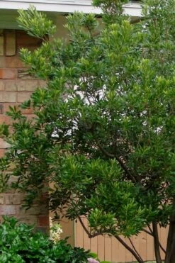 Chipolo Pink Titi Tree - Cliftonia Monophylla - 3 Gallon Pot 10 Chipolo Pink Titi Tree - Cliftonia Monophylla - 3 Gallon Pot -Botanica Tree Store Titi Tree Chipolo Pink 5