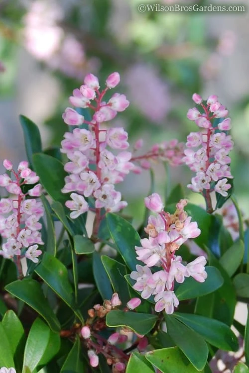 Chipolo Pink Titi Tree - Cliftonia Monophylla - 3 Gallon Pot 1 Chipolo Pink Titi Tree - Cliftonia Monophylla - 3 Gallon Pot