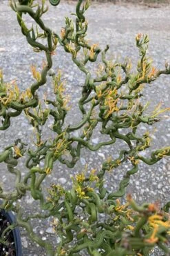 Tiny Dragon Hardy Orange (Poncirus Trifoliata) - 5 Gallon Pot - SALE! -Botanica Tree Store Trifoliate Orange Tiny Dragon 1