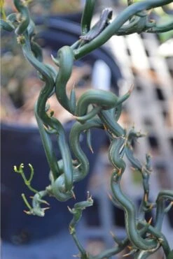 Tiny Dragon Hardy Orange (Poncirus Trifoliata) - 5 Gallon Pot - SALE! -Botanica Tree Store Trifoliate Orange Tiny Dragon 2