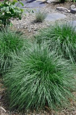 Tufted Hair Grass (Deschampsia Cespitosa) - 16 Pack Of 1 Gallon Pots 14 Tufted Hair Grass (Deschampsia Cespitosa) - 16 Pack Of 1 Gallon Pots -Botanica Tree Store Tufted Hair Grass 14