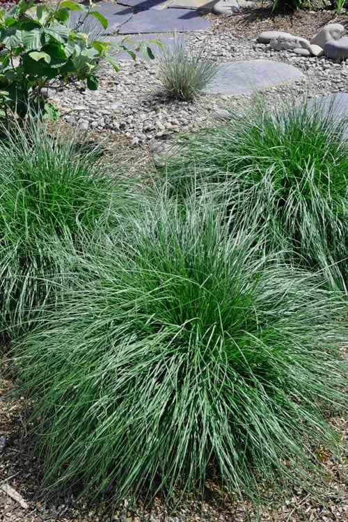 Tufted Hair Grass (Deschampsia Cespitosa) - 16 Pack Of 1 Gallon Pots 5 Tufted Hair Grass (Deschampsia Cespitosa) - 16 Pack Of 1 Gallon Pots - Image 5