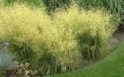 Tufted Hair Grass (Deschampsia Cespitosa) - 16 Pack Of 1 Gallon Pots 13 Tufted Hair Grass (Deschampsia Cespitosa) - 16 Pack Of 1 Gallon Pots -Botanica Tree Store Tufted Hair Grass 19