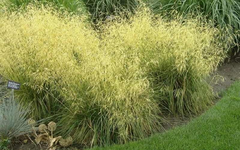 Tufted Hair Grass (Deschampsia Cespitosa) - 16 Pack Of 1 Gallon Pots 4 Tufted Hair Grass (Deschampsia Cespitosa) - 16 Pack Of 1 Gallon Pots - Image 4